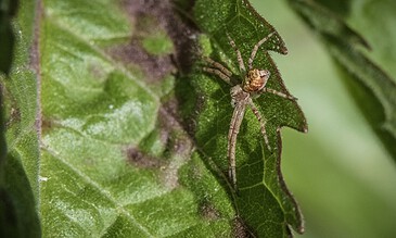 Tiny spider on green leaf with camouflage, close-up natural macro photography capturing intricate details of the insect's body and surrounding foliage.