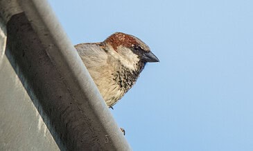 2. A detailed photo of a sparrow sitting on a rooftop edge, capturing its intricate feather patterns with a bright blue sky background. 1. Close-up of a sparrow perched on a metallic ledge against a clear blue sky, showcasing detailed feathers and sharp beak.