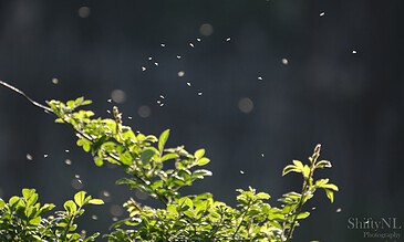 1. Close-up of green leafy plant with tiny white insects flying against a dark blurred background, highlighting nature and tiny creatures.