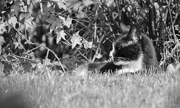 A black and white photo of a relaxed cat lying on grass, with dense ivy leaves and branches in the background, capturing a peaceful outdoor moment.