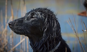 A wet black retriever dog at the edge of a pond, surrounded by reeds, captured in a natural setting with a calm blue water background.