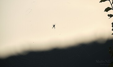 2. Stunning macro shot of a spider in its web, showcasing detailed strands and early morning light. 1. A close-up of a spider sitting in the center of its intricate web against a neutral background.