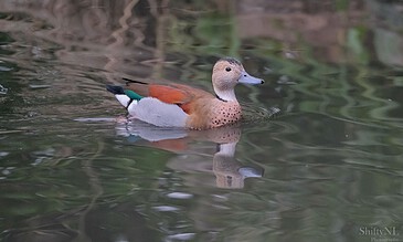 Colorful male and female ducks swimming in calm water with reflections, capturing natural wildlife moments in a serene setting.