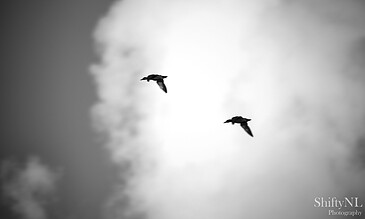 1. Two birds flying in a cloudy sky in black and white, capturing natural moments and outdoor wildlife photography.