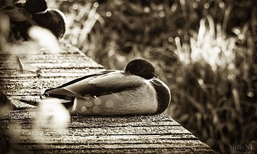 Two ducks resting together on a weathered wooden dock, showcasing natural wildlife and serene outdoor moments with artistic sepia photography. A peaceful scene of two ducks cuddling on a wooden dock in sepia tone, capturing a moment of love and tranquility in nature.