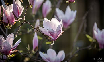 Vibrant pink and white magnolia blossoms captured in close-up during springtime, showcasing delicate petals and natural beauty against a softly blurred background.