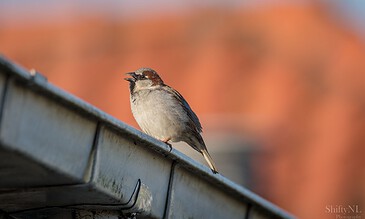1. Close-up of a sparrow perched on a roof edge with a blurred autumnal background.