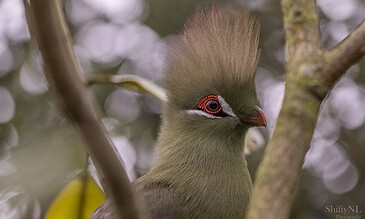 Stunning close-up of a bird with a colorful crest and red eye ring perched on a tree branch.