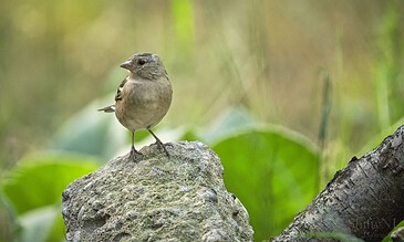 Tiny brown bird perched on a mossy rock in a natural green environment, showcasing wildlife photography.