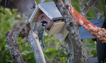 Bright blue tit bird feeding at a handmade wooden birdhouse attached to a tree in a lush garden setting.