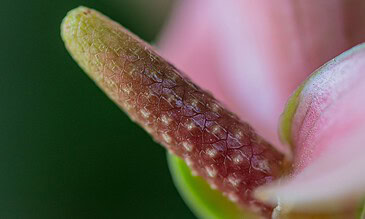 Close-up of a succulent’s leaf highlighting pink hues, green edges, and textured surface for stunning nature photography. Vibrant macro shot of a pink and green succulent plant leaf showcasing detailed texture and coloration.