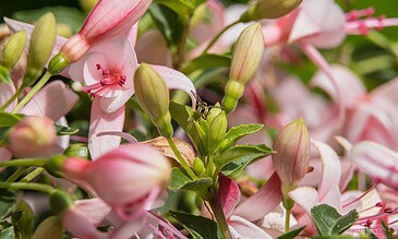 Bright pink and white flowers with a tiny insect on a green bud, showcasing vibrant floral details and natural beauty in a close-up nature shot.