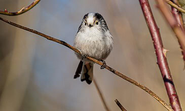 Charming bird photography capturing a cute small bird on a delicate branch, perfect for nature and wildlife photography enthusiasts. Small bird perched on a thin branch with thorny, reddish stems in natural light.
