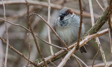 Vibrant house sparrow perched amid dry twigs and branches, capturing a serene moment in nature.