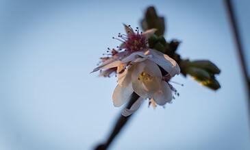Delicate white flower blooming against a clear blue sky, captured in close-up with soft lighting showcasing intricate petals and subtle beauty.