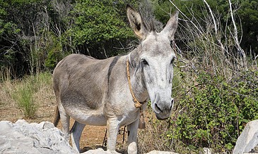 A close-up of a donkey in a natural outdoor environment, showcasing its unique features and calm demeanor. A donkey standing outdoors amidst green bushes and dry grass, captured in a natural setting during daylight.