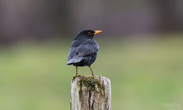 Colorful bird perched on a moss-covered wooden post in a natural outdoor setting, captured with high detail and vibrant tones.
