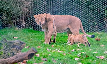 A lioness with two lion cubs in a lush green outdoor enclosure, showcasing a tender moment between mother and her playful young, with a wire fence in the background.