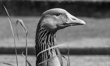 A close-up black and white photo of a goose's head with detailed feathers and calm expression, highlighting nature photography skills.