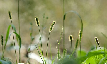 Slender green grass stalks with fuzzy seed heads sway gently in sunlight, creating a tranquil natural scene.