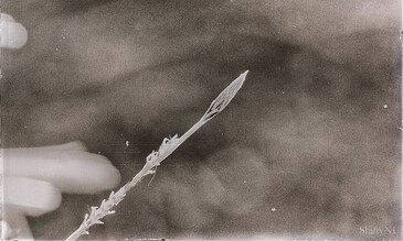 A minimalist black and white image showcasing a dried plant stem with detailed textures, emphasizing natural beauty and simplicity, perfect for nature and art enthusiasts. A close-up black and white photograph of a delicate, dried plant stem with a textured background, capturing nature's intricate details and timeless beauty.