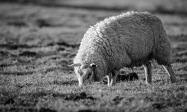 2. A serene black and white image capturing a sheep peacefully grazing outdoors, highlighting calmness and rural life. A black and white photo of a sheep grazing in a field, showcasing its thick, curly wool and serene natural environment. Perfect for capturing momentsof rural life and pastoral tranquility.