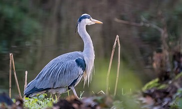 1. A majestic grey heron standing by a calm water body in a natural wetland environment.