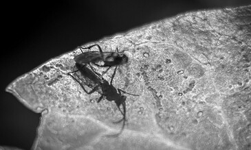 2. Captivating black and white macro shot of an insect on a textured leaf, highlighting intricate details and textures for stunning visual impact. 1. Macro close-up of a tiny insect crawling on a textured leaf surface in black and white.