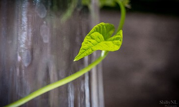 A young green plant sprouting with vibrant leaves, growing upward against a blurred background of natural elements.