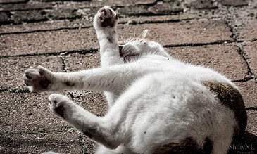 Playful white and black cat rolling on brick pavement, showing its belly and paws, capturing a cute, candid moment.