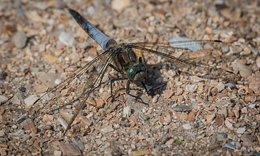 1. Close-up of a detailed dragonfly resting on gravel, showcasing its intricate wings and body anatomy.