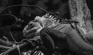 Vivid black-and-white image of an iguana resting on a branch, showcasing detailed textures and scales, set against a dark, blurred background for striking natural wildlife photography.