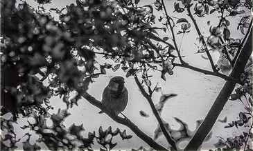A small bird sitting on a branch surrounded by lush leaves in black and white, highlighting nature and wildlife photography. A black-and-white photo of a small bird perched on a branch amidst dense foliage, capturing a peaceful moment in nature with a focus on birdwatching and wildlife photography.