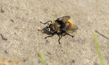 A close-up of a bumblebee on the ground, showcasing detailed black and yellow coloring, delicate wings, and tiny legs on a textured sandy surface.