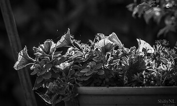 2. Artistic black and white photo capturing petunias in a flower pot with dramatic lighting and shadows. 1. Close-up of illuminated petunias in a flower pot with intricate leaf details in black and white.