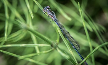 1. A close-up of a blue and black damselfly resting on green grass blades, showcasing intricate wing patterns and detailed insect features.