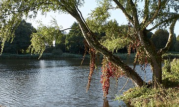 Vibrant outdoor scene featuring a tree leaning over a calm river with lush greenery and bright sunlight, capturing the beauty of nature and peaceful moments.