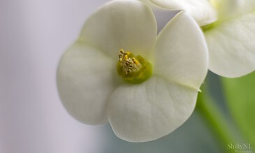 Delicate white flower close-up, showcasing intricate petals and yellow stamens, captured in macro photography for stunning floral detail.