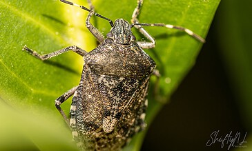 Close-up of a brown shield bug on a green leaf, showcasing detailed textures and natural camouflage in a macro shot.
