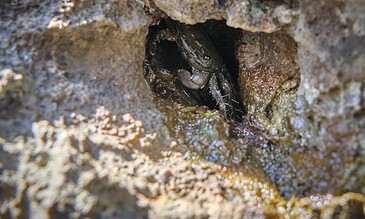 2. Capturing a small crab peeking out from a rugged rock formation, highlighting nature exploration and wildlife photography. 1. Close-up of a crab emerging from a rocky crevice, showcasing natural wildlife in its habitat.