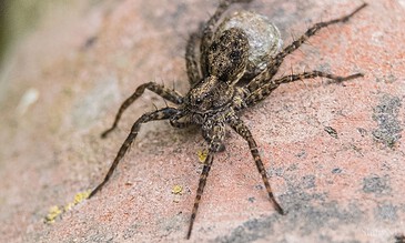 A close-up of a spider with a young spider on its back on a textured surface.