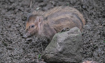1. Cute baby wild boar exploring muddy ground in its natural habitat, showcasing its tiny snout and playful curiosity.