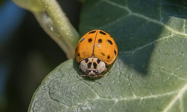 Up-close shot of a yellow ladybug with black spots resting on a green leaf within a natural setting. Yellow ladybug on green leaf, close-up nature shot emphasizing vibrant colors and detailed insect features.