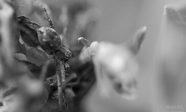 A macro shot of an insect resting on a flower in black and white, showcasing detailed features and textures for nature photography lovers. Close-up black and white macro photograph of an insect on a flower, capturing intricate details and textures. Perfect for nature and macro photography enthusiasts seeking captivating, high-quality images.