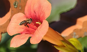 A honeybee gathering nectar on a beautiful peach flower with bright petals, capturing the essence of pollination and nature’s beauty. A honeybee collecting nectar from a vibrant peach-colored flower, surrounded by green leaves and orange buds. Perfect for nature, pollination, and wildlife photography enthusiasts.