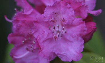 Vibrant pink rhododendron flower close-up, showcasing intricate petal textures and delicate stamen details, captured in sharp focus for stunning natural beauty.
