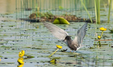 1. Black and white bird with outstretched wings standing on water amongst yellow water lilies in a lush pond scene.