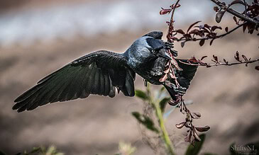 A close-up of a black jackdaw clinging to a branch with reddish-brown leaves, showcasing detailed feathers and sharp beak, capturing a natural moment in the wild.