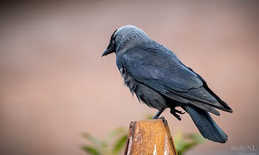 Jackdaw perched on a rusty metal post, showcasing detailed feathers and somber demeanor against a smooth, blurred background.