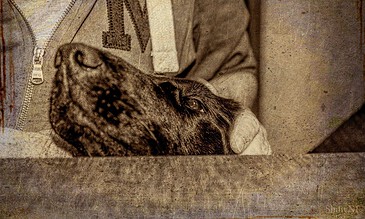 A person cuddling a sleeping dog, emphasizing warmth, comfort, and companionship in a heartfelt moment captured in a cozy indoor setting.